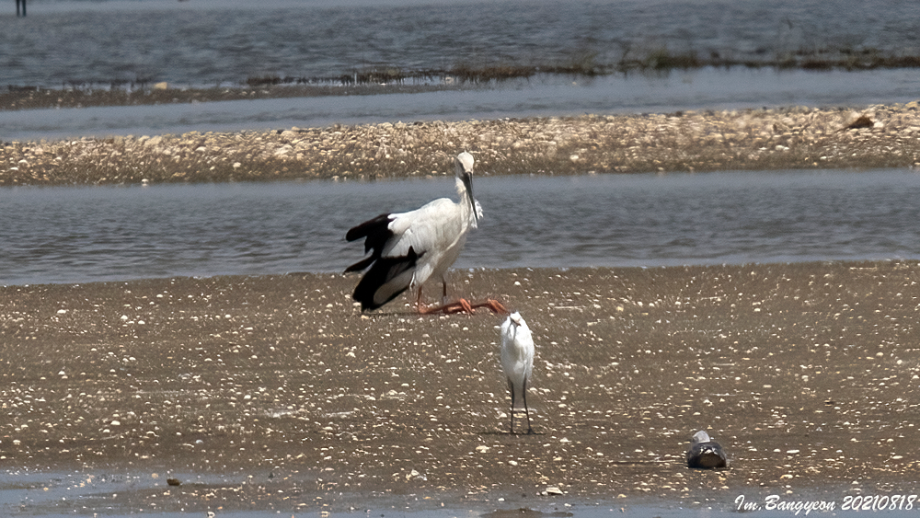 [2021.08.18] 경기도 화성시에서 관찰된 황새입니다. 이미지