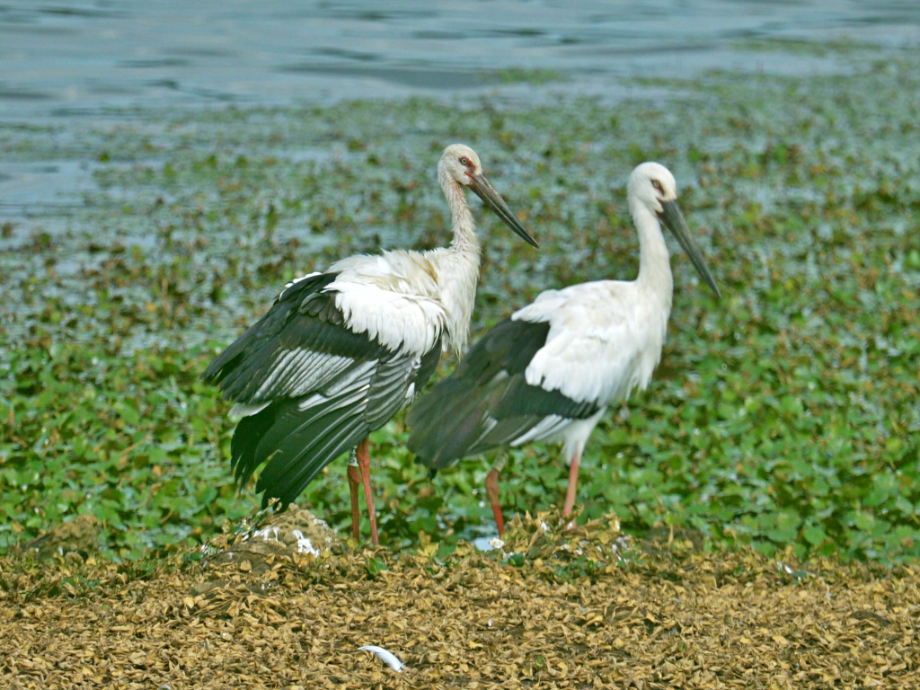 [2021.08.19] 충청남도 서천군에서 관찰된 황새입니다. 이미지