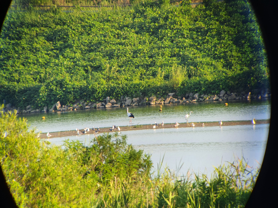 [2021.08.19] 전라북도 부안군에서 관찰된 황새입니다. 이미지