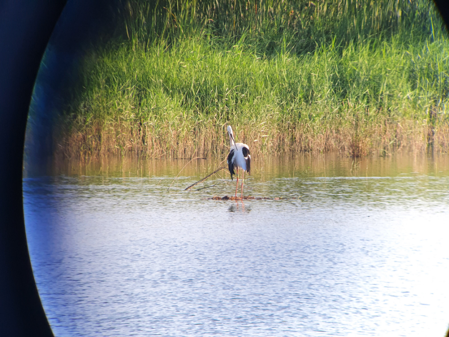 [2021.08.19] 전라북도 부안군에서 관찰된 황새입니다. 이미지