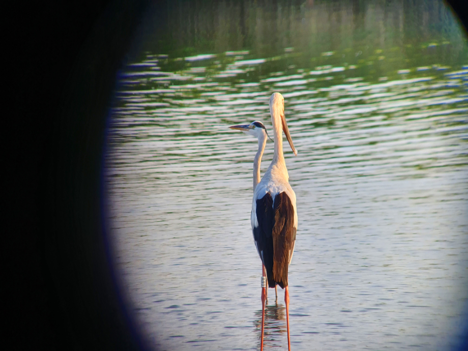 [2021.08.19] 새만금지역에서 관찰된 황새입니다. 이미지