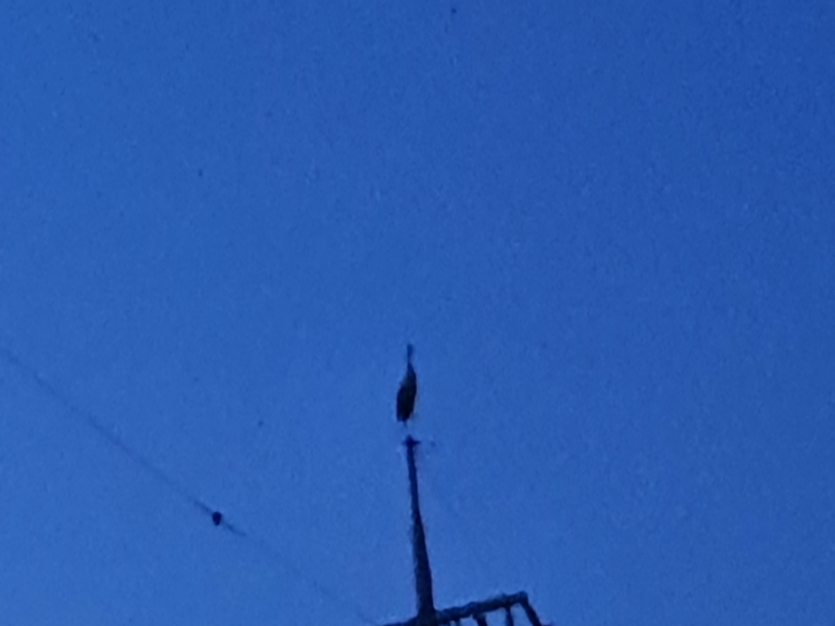 [2021.08.19] 전라북도 김제시에서 관찰된 황새입니다. 이미지