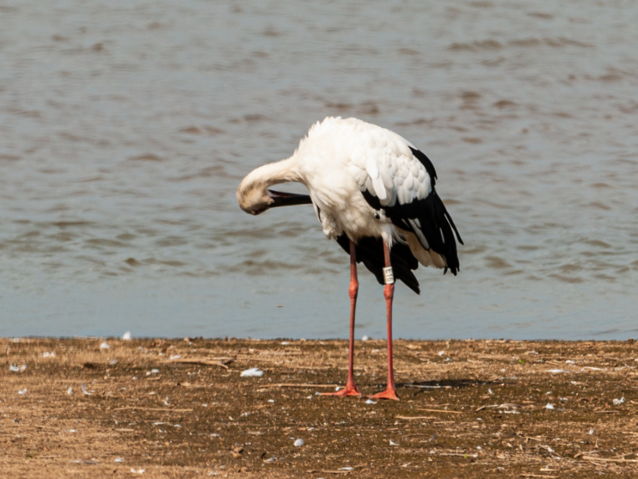 [2021.08.20] 충청남도 태안군에서 관찰된 황새입니다. 이미지