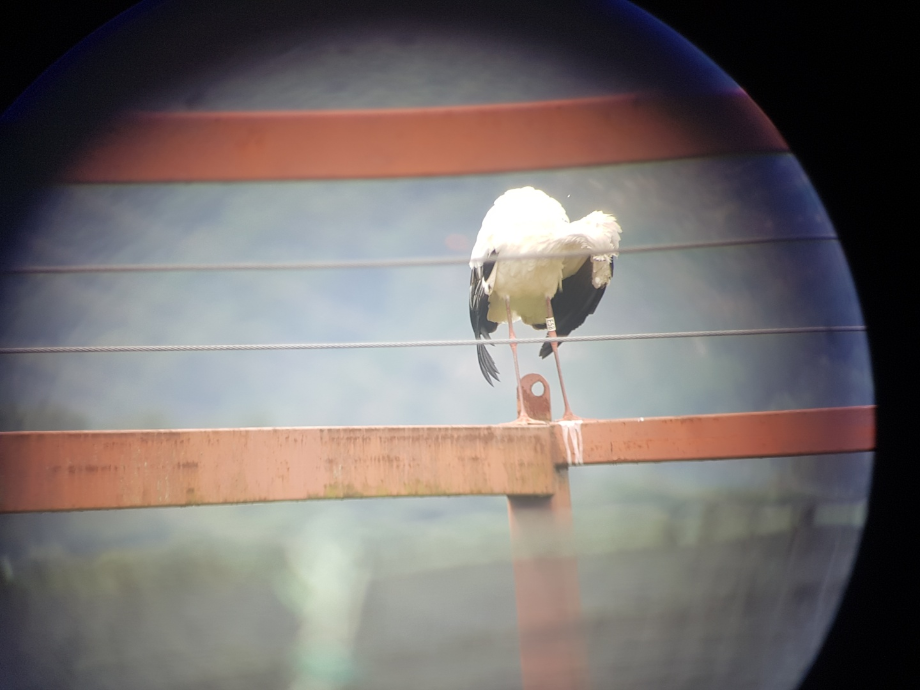 [2021.08.21] 충청남도 예산군에서 관찰된 황새입니다. 이미지