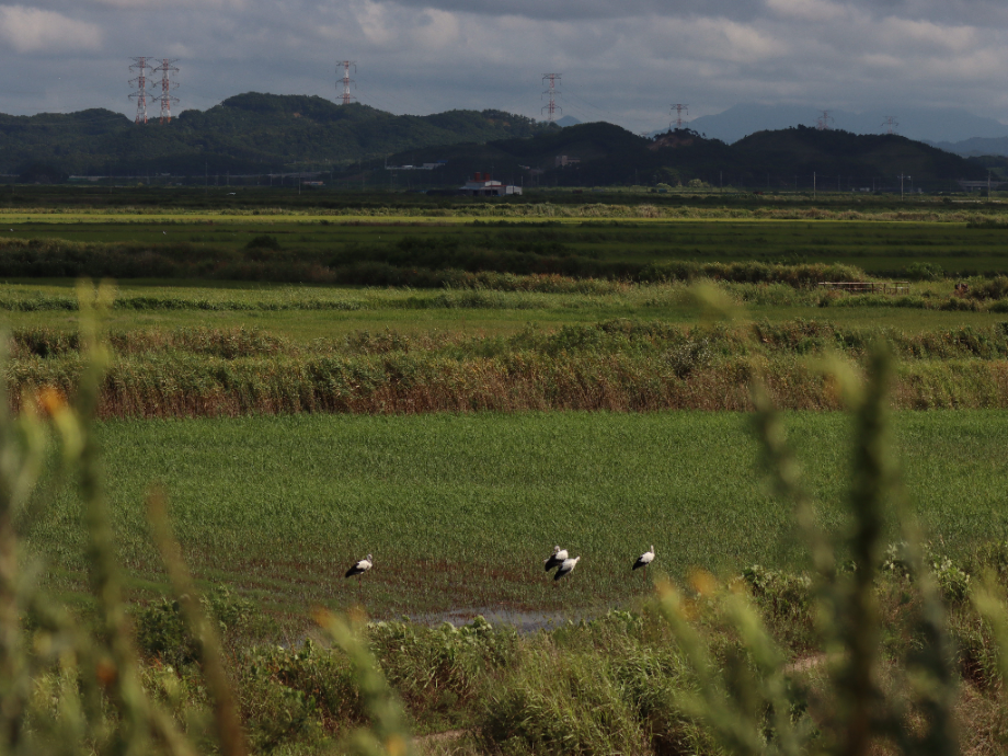 [2021.08.21] 충청남도 당진시에서 관찰된 황새입니다. 이미지