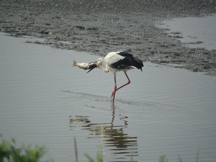 [2021.08.22] 새만금지역에서 관찰된 황새입니다. 이미지