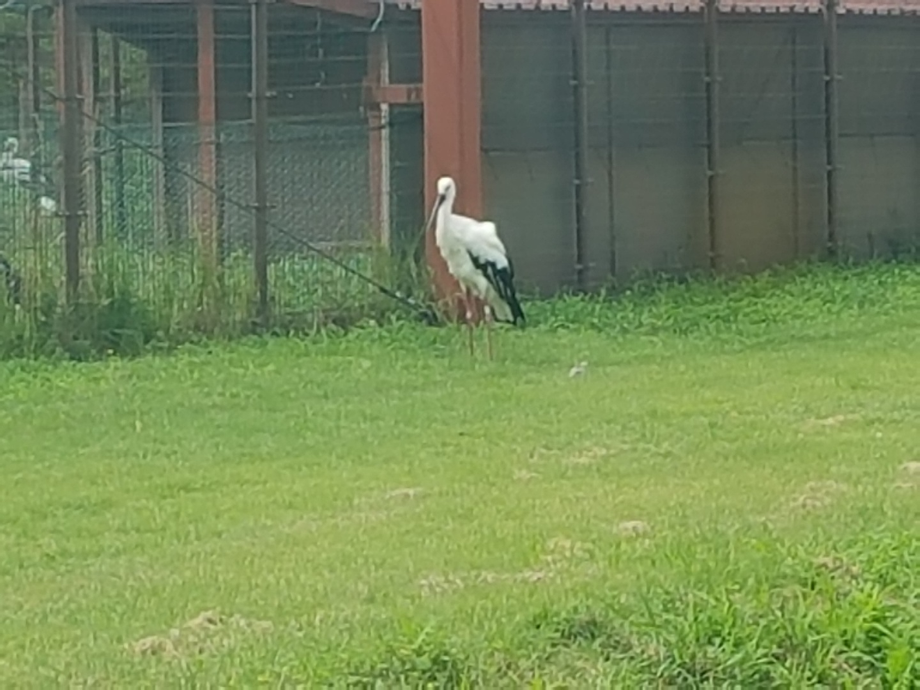 [2021.08.22] 충청남도 예산군에서 관찰된 황새입니다. 이미지