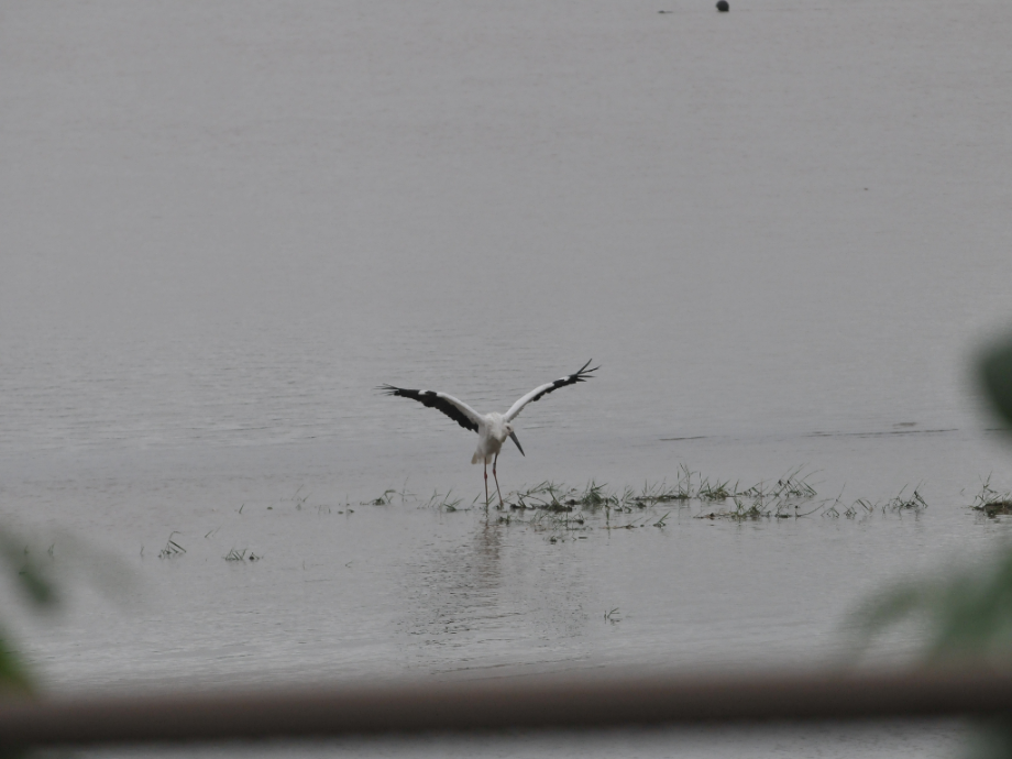[2021.08.25] 새만금지역에서 관찰된 황새입니다. 이미지