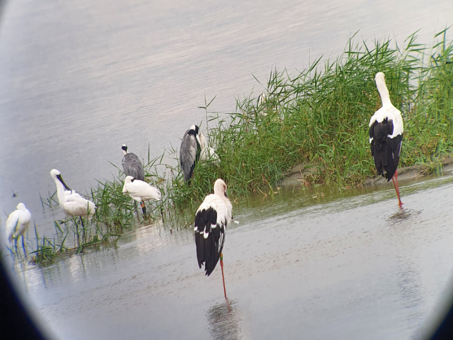 [2021.08.27] 전라북도 부안군에서 관찰된 황새입니다. 이미지