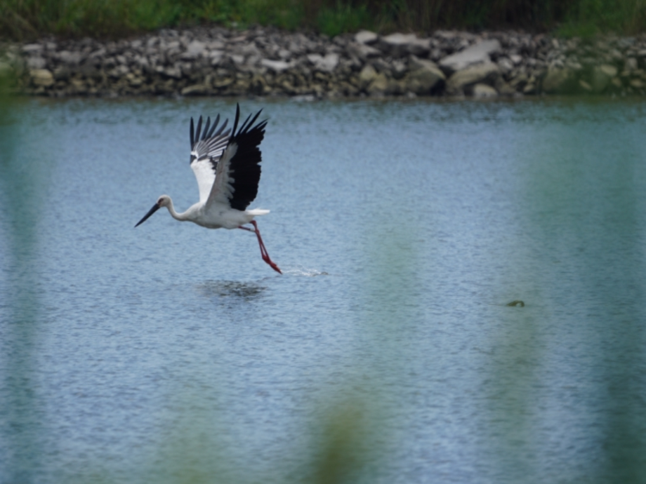[2021.08.28] 전라북도 김제시에서 관찰된 황새입니다. 이미지