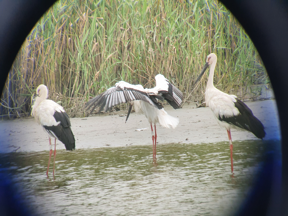 [2021.08.28] 전라북도 김제시에서 관찰된 황새입니다. 이미지