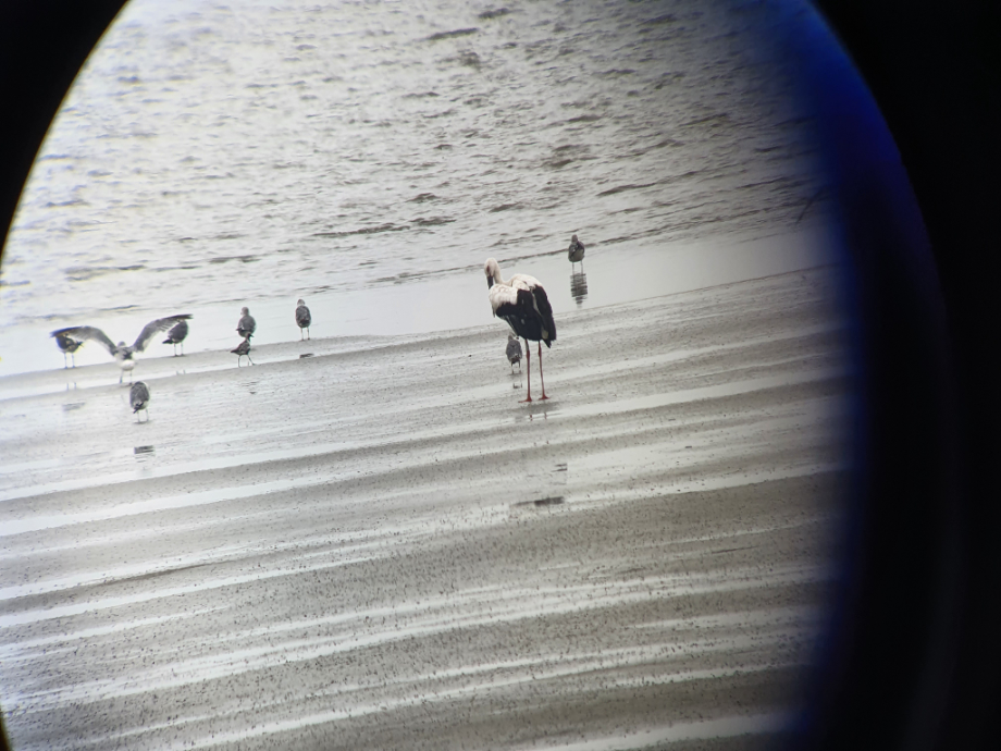 [2021.08.28] 새만금 간척지역에서 관찰된 황새입니다. 이미지