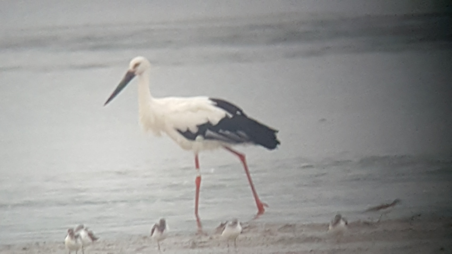 [2021.08.28] 충청남도 서천군에서 관찰된 황새입니다. 이미지