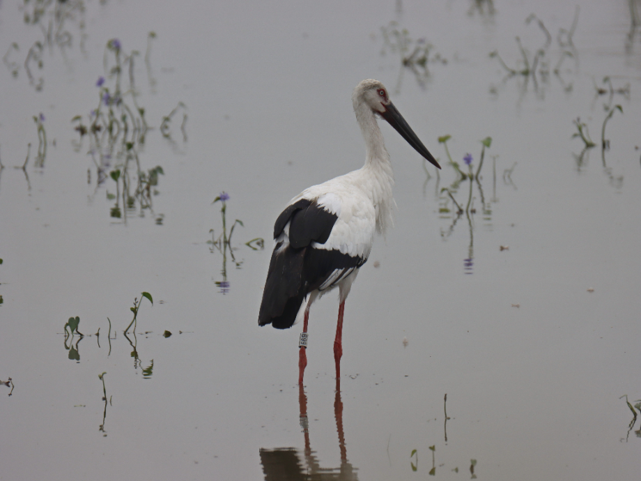 [2021.08.30] 충청남도 서산시에서 관찰된 황새입니다. 이미지