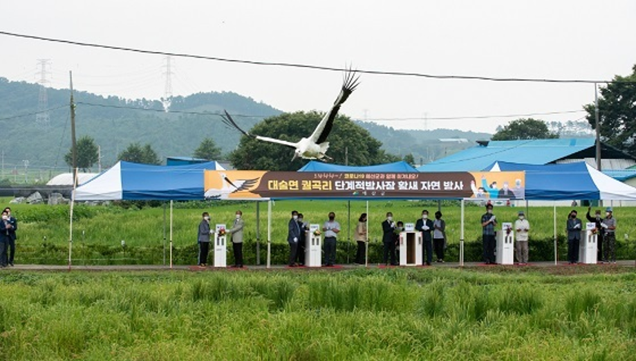 [2021.08.31] 충청남도 예산군에서 관찰된 황새입니다. 이미지