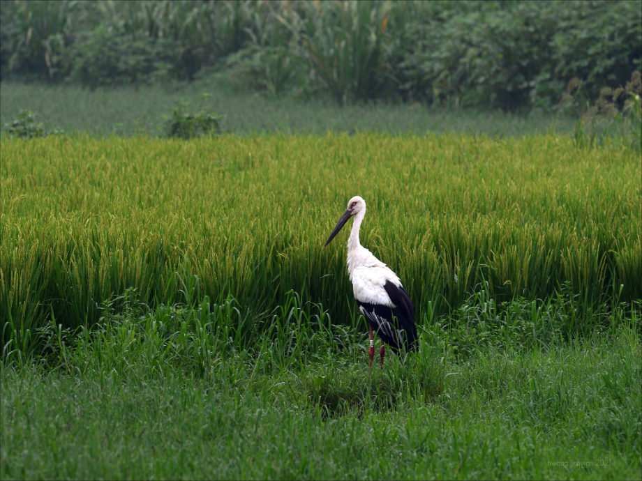 [2021.08.31] 충청남도 예산군에서 관찰된 황새입니다. 이미지