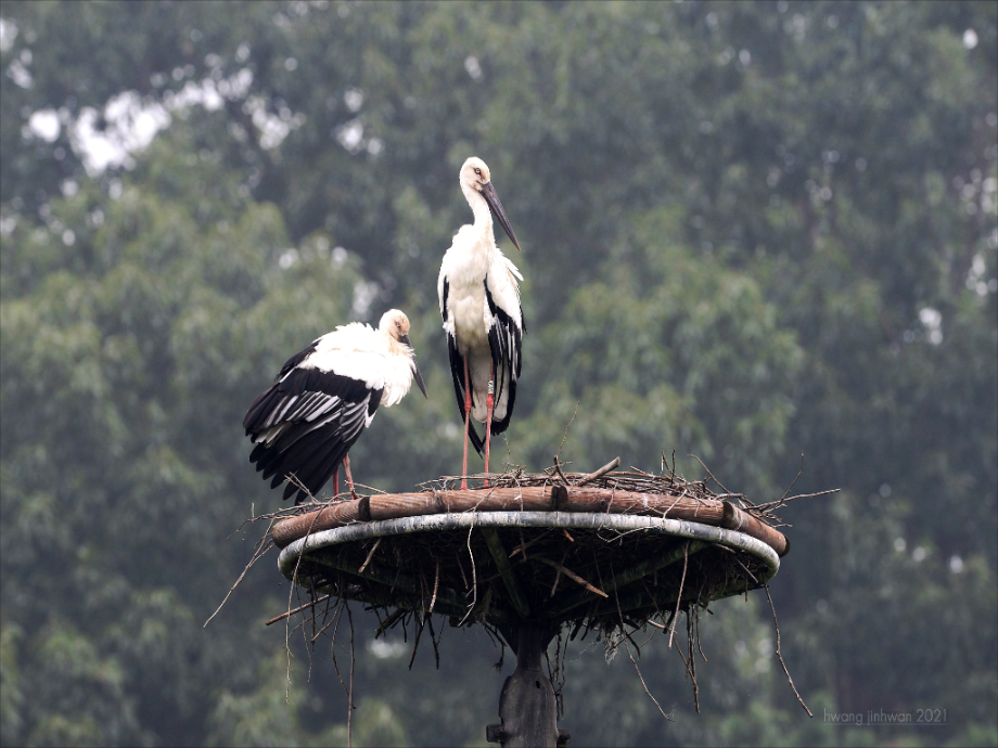 [2021.08.31] 충청남도 예산군에서 관찰된 황새입니다. 이미지
