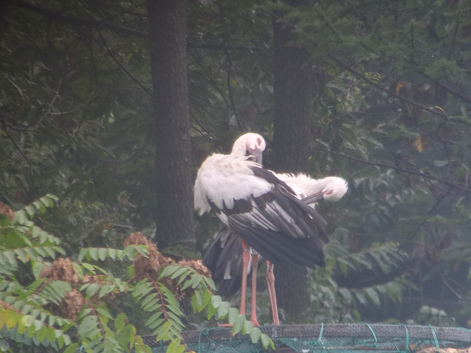 [2021.09.01] 충청남도 예산군에서 관찰된 황새입니다. 이미지