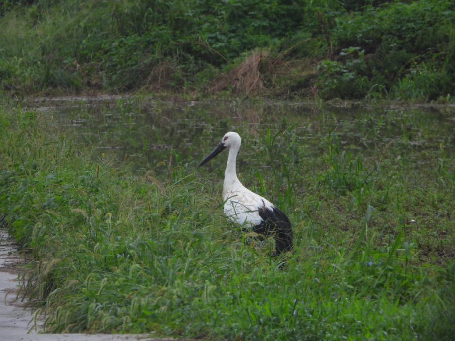 [2021.09.01] 충청남도 예산군에서 관찰된 황새입니다. 이미지