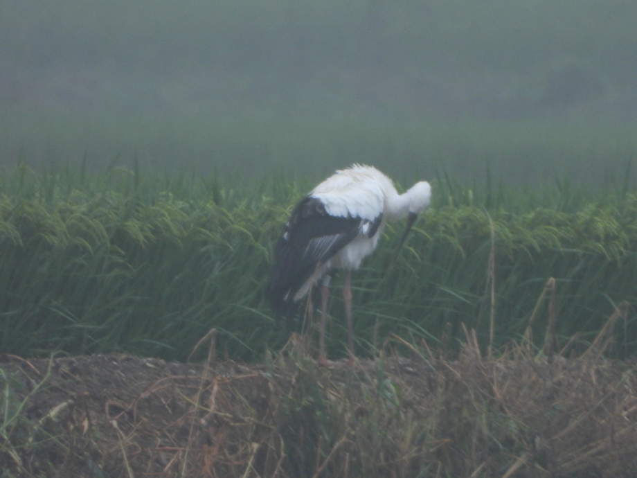 [2021.09.01] 충청남도 예산군에서 관찰된 황새입니다. 이미지