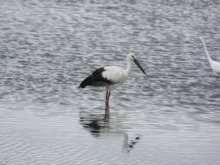 [2021.09.01] 부산광역시 사하구에서 관찰된 황새입니다. 이미지