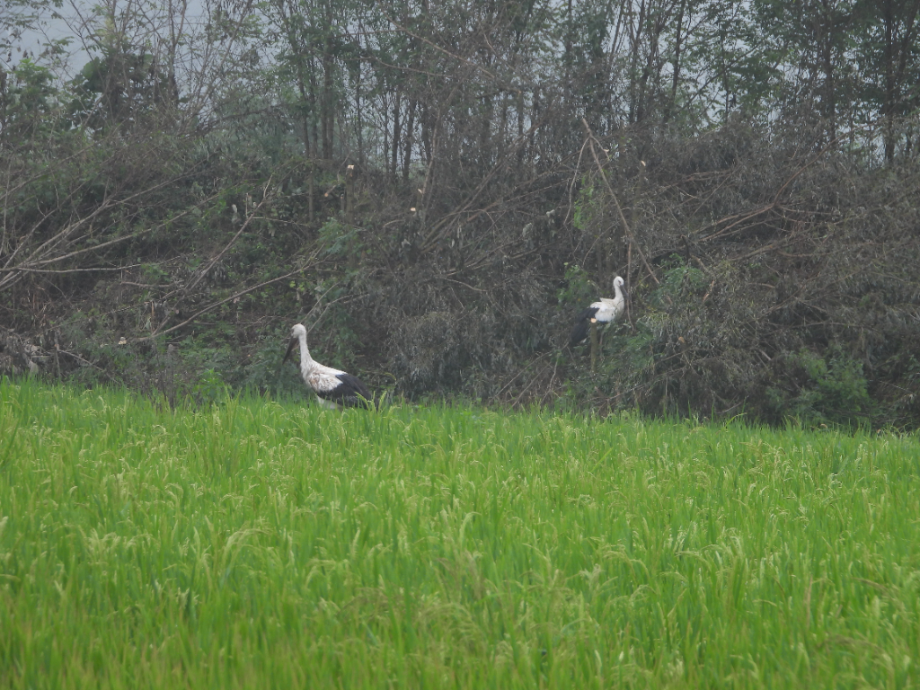 [2021.09.01] 충청남도 예산군에서 관찰된 황새입니다. 이미지