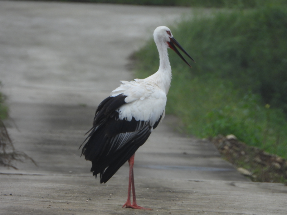 [2021.09.01] 충청남도 예산군에서 관찰된 황새입니다. 이미지