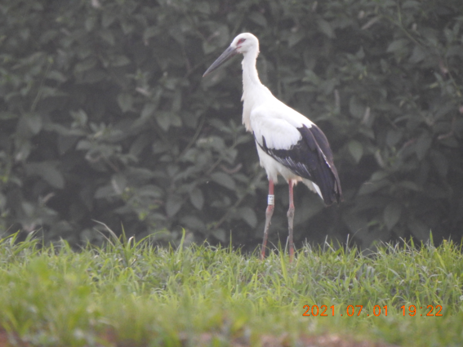 [2021.07.01] 충청남도 아산시에서 관찰된 황새입니다. 이미지