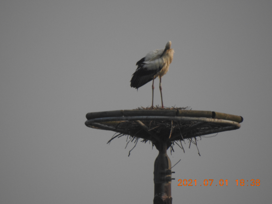 [2021.07.01] 충청남도 예산군에서 관찰된 황새입니다. 이미지