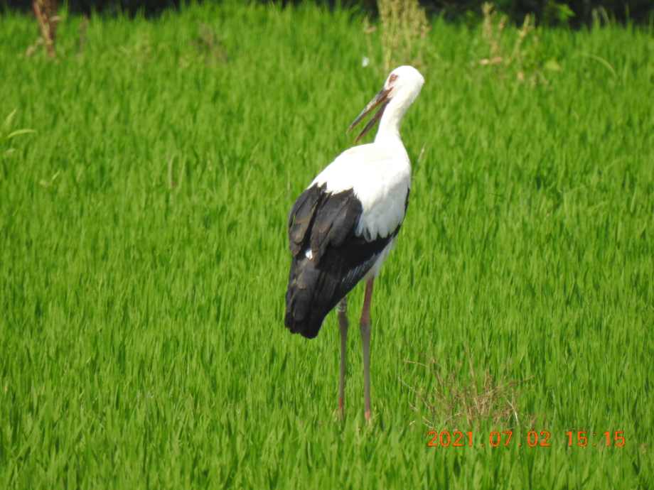 [2021.07.02] 충청남도 아산시에서 관찰된 황새입니다. 이미지