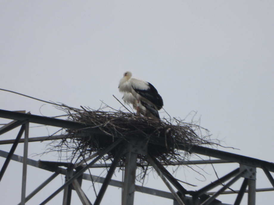 [2021.07.05] 충청남도 아산시에서 관찰된 황새입니다. 이미지