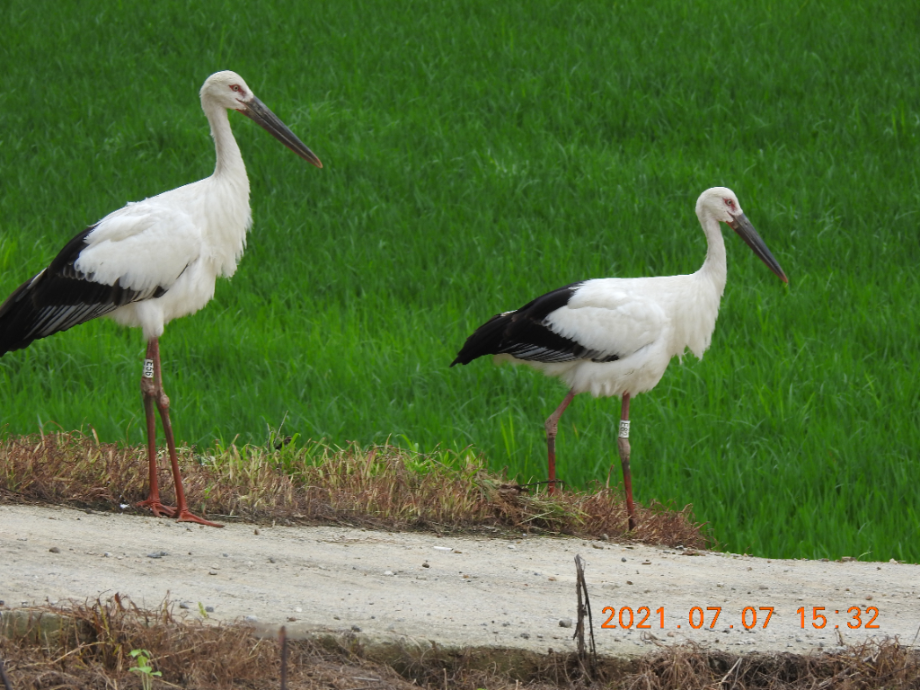 [2021.07.07] 충청남도 예산군에서 관찰된 황새입니다. 이미지