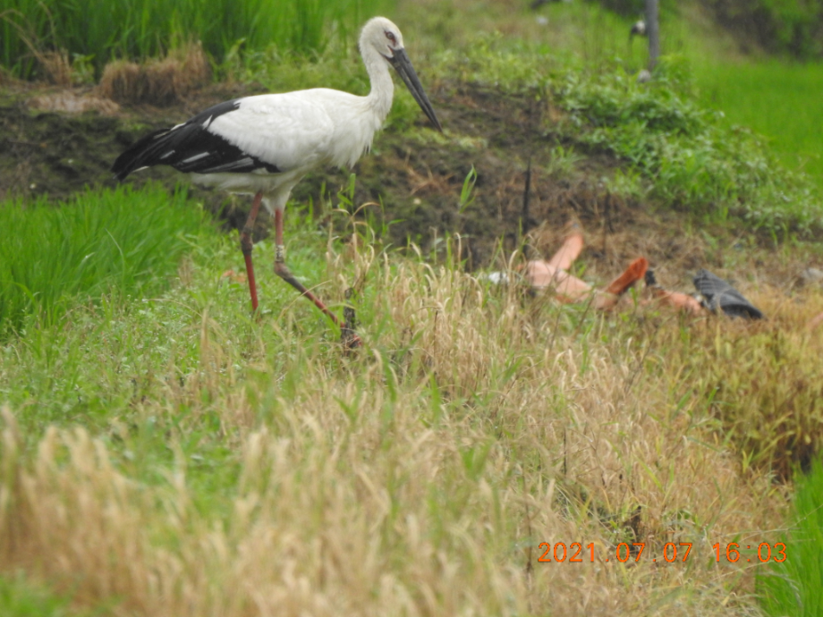 [2021.07.07] 충청남도 예산군에서 관찰된 황새입니다. 이미지