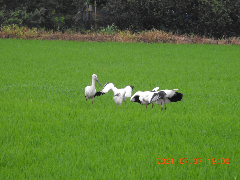 [2021.07.07] 충청남도 예산군에서 관찰된 황새입니다. 이미지