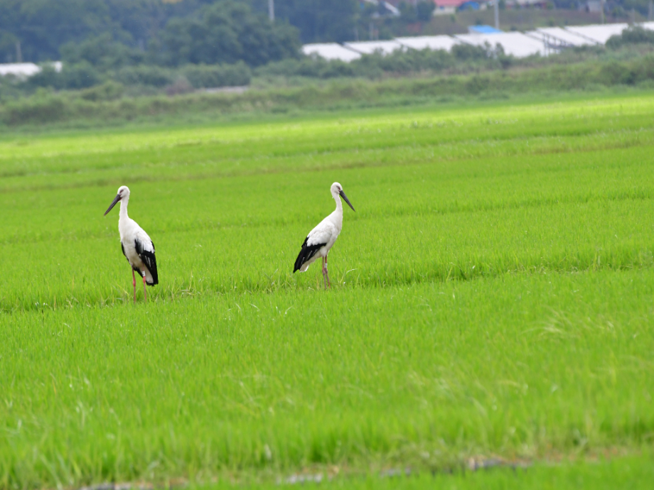 [2021.07.09] 충청남도 서산시에서 관찰된 황새입니다. 이미지