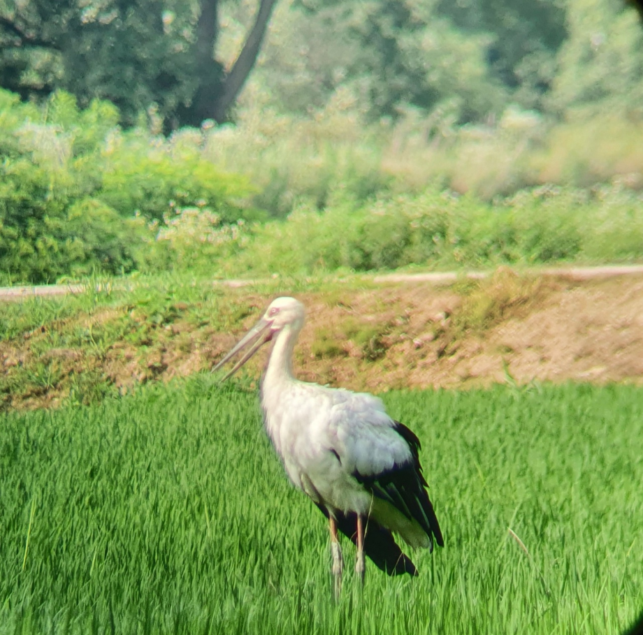 [2021.07.09] 충청남도 예산군에서 관찰된 황새입니다. 이미지