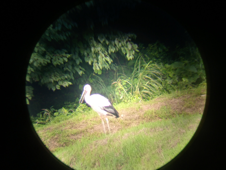 [2021.07.09] 충청남도 예산군에서 관찰된 황새입니다. 이미지