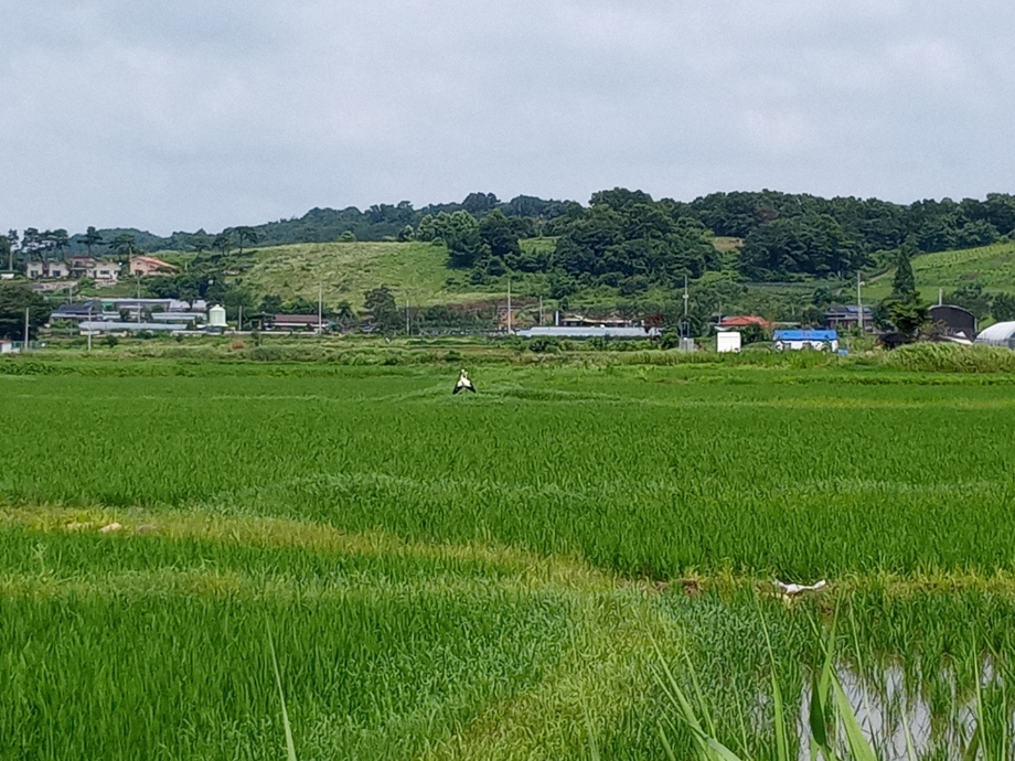 [2021.07.09] 충청남도 예산군에서 관찰된 황새입니다. 이미지