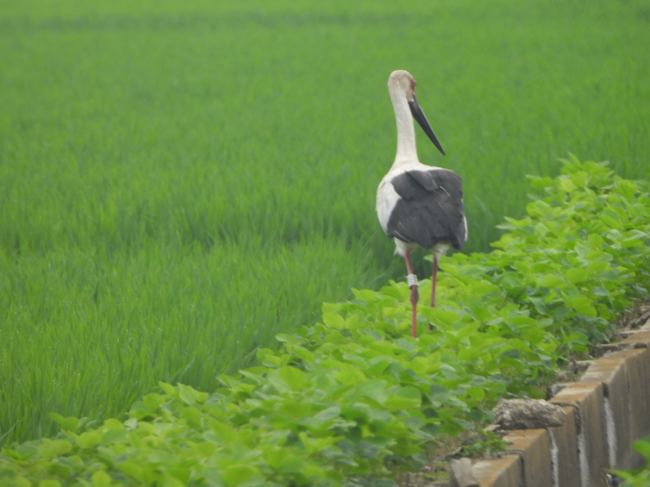 [2021.07.12] 충청남도 아산시에서 관찰된 황새입니다. 이미지