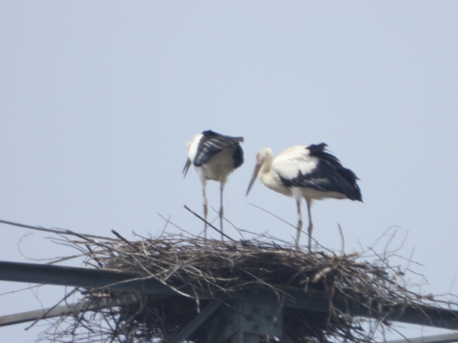 [2021.07.12] 충청남도 아산시에서 관찰된 황새입니다. 이미지