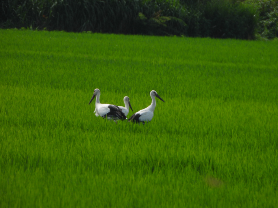 [2021.07.14] 충청남도 예산군에서 관찰된 황새입니다. 이미지