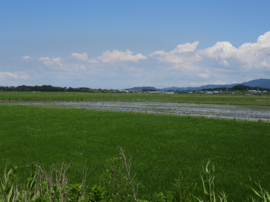 [2021.07.15] 충청남도 서산시에서 관찰된 황새입니다. 이미지