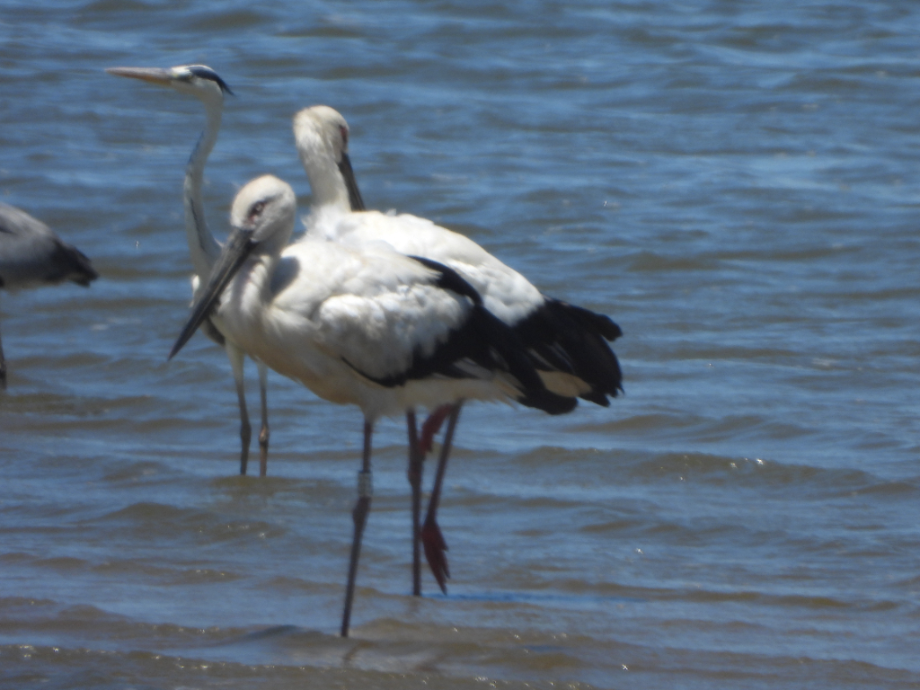 [2021.07.15] 충청남도 서산시에서 관찰된 황새입니다. 이미지