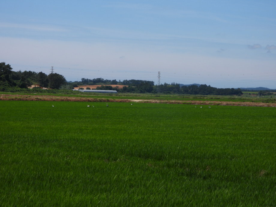 [2021.07.15] 충청남도 태안군에서 관찰된 황새입니다. 이미지