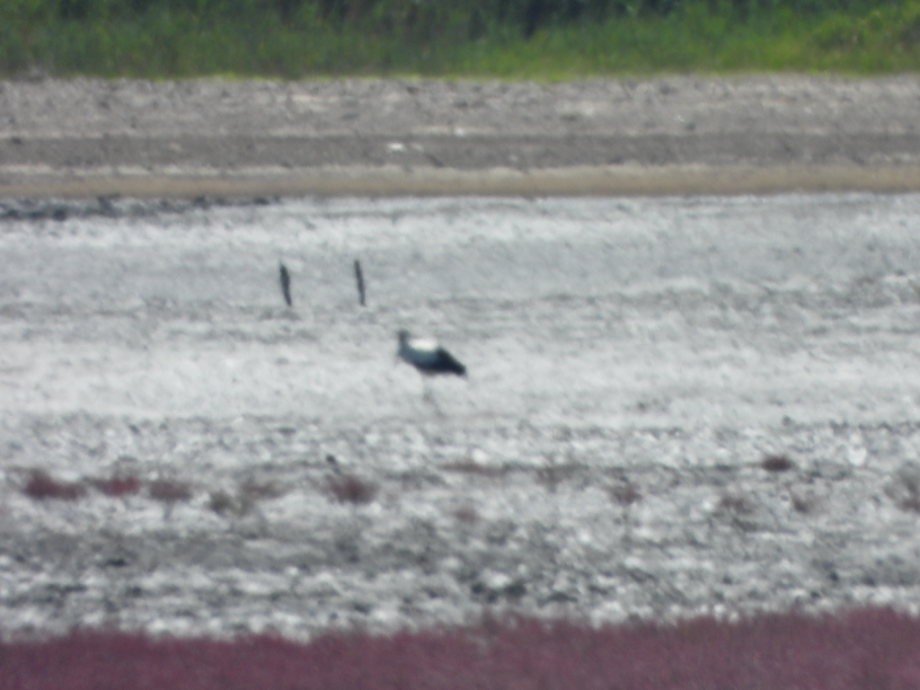 [2021.07.15] 충청남도 태안군에서 관찰된 황새입니다. 이미지