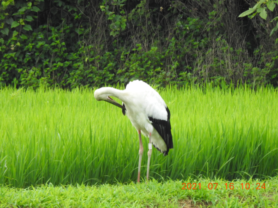 [2021.07.16] 충청남도 예산군에서 관찰된 황새입니다. 이미지