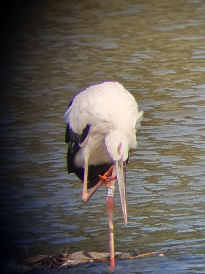 [2021.07.17] 전라북도 부안군에서 관찰된 황새입니다. 이미지