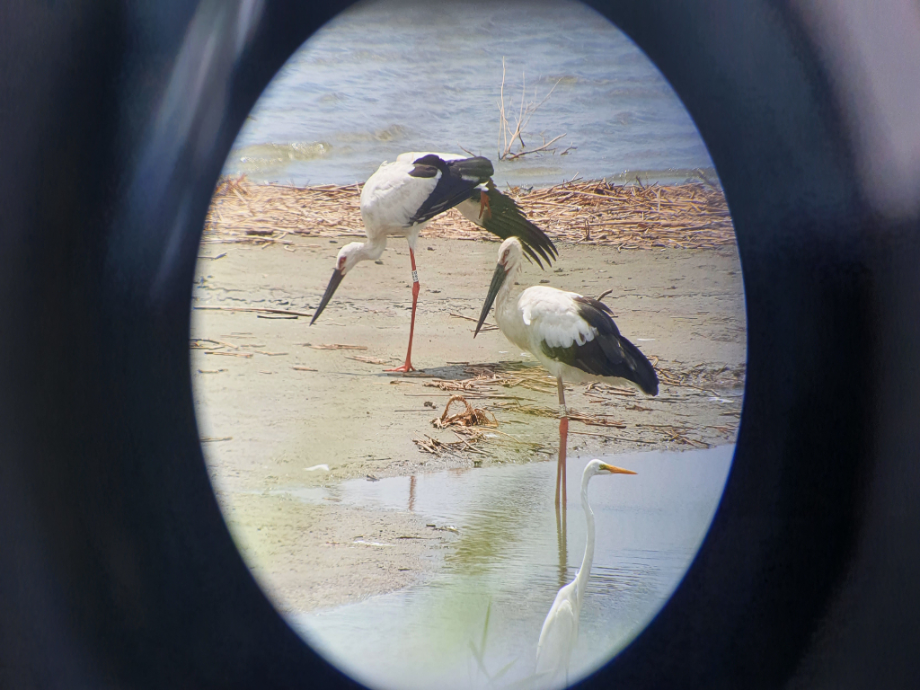 [2021.07.19] 전라북도 김제시에서 관찰된 황새입니다. 이미지