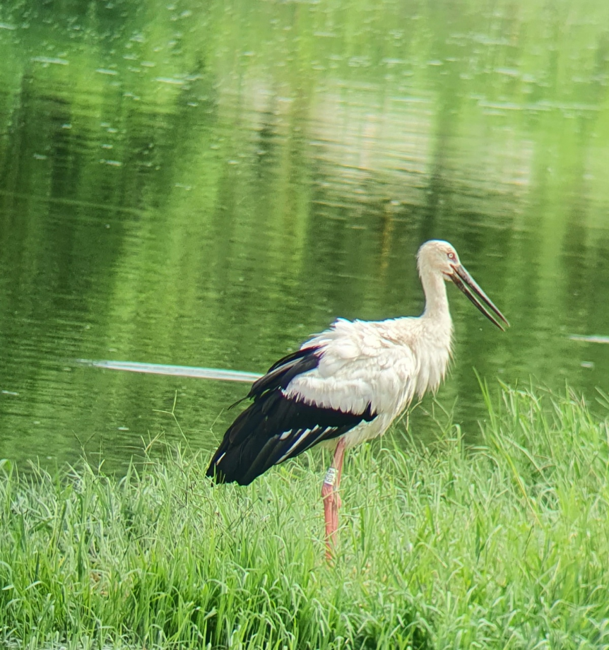 [2021.07.20] 충청남도 예산군에서 관찰된 황새입니다. 이미지