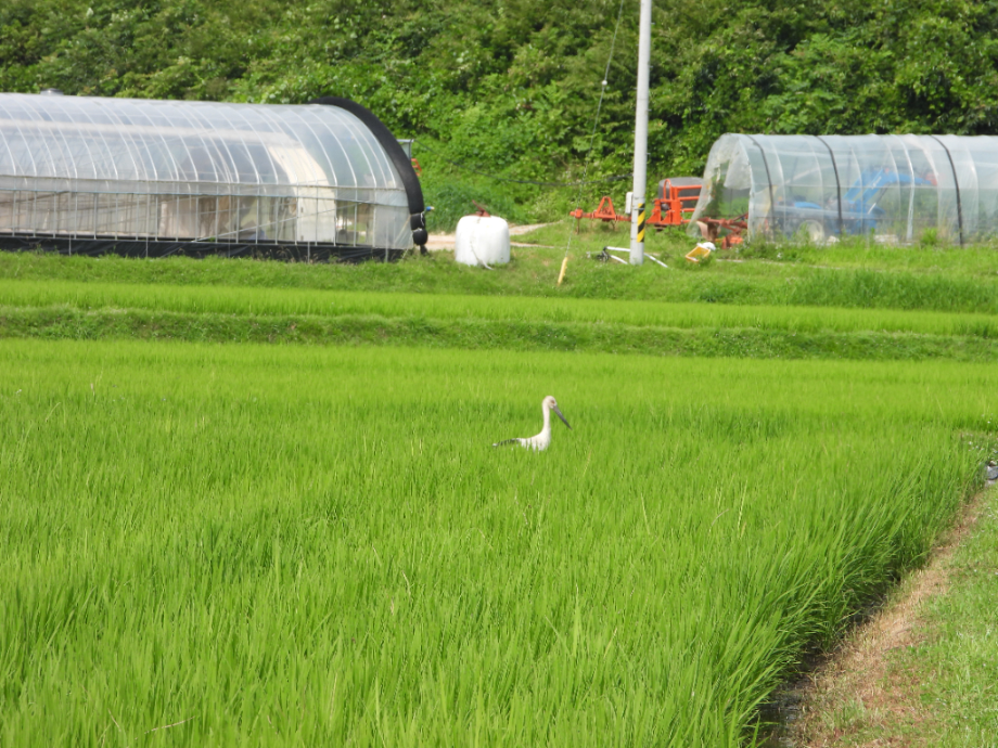 [2021.07.20] 충청남도 아산시에서 관찰된 황새입니다. 이미지